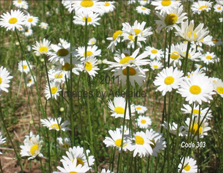 Oxeye Daisies